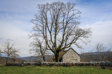 Beautiful stone house and tree near the Škocjan Caves, Slovenia - obrazy, fototapety, plakaty
