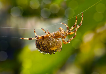 animal body part, animal markings, arachnid, autumn, background, backgrounds, closeup, defocused, fear, garden, green, halloween, insect, large, macro,, nature, no people, orb weaver s