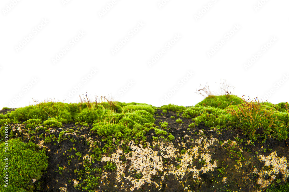 Wall mural old brick in moss isolated on white background.