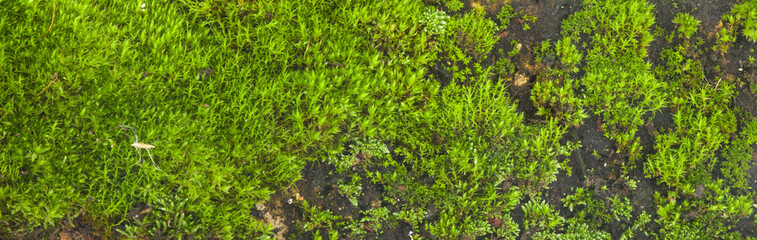 Green moss grass as a background.