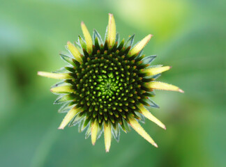 Soda flowers, roses and others