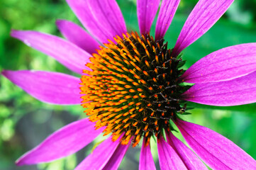 Soda flowers, roses and others