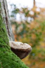 Tinder fungus Fomes fomentarius on a trunk in woodland