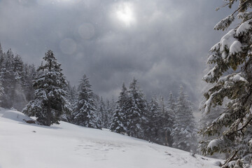 background landscape, mountain pine forest during a snow storm