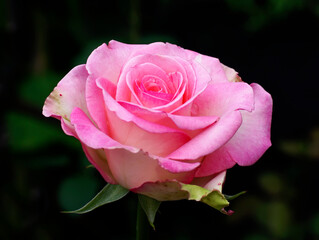 Soda flowers, roses and others