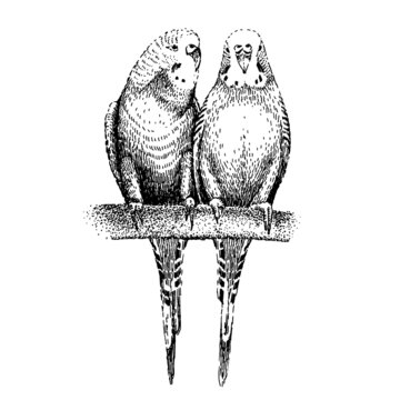 recommend clip art: Budgerigars sketch. Two common, shell parakeets. Hand-drawn budgies on engraving style. Wavy parrots in love. Couple of tropical birds on branch.