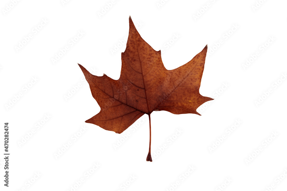 Wall mural autumn leaf on transparent background, macro