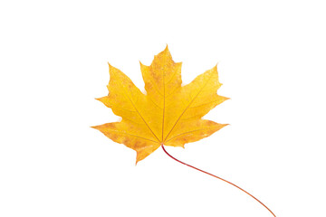 Autumn leaf on transparent background, macro