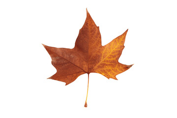 Autumn leaf on transparent background, macro