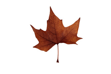 Autumn leaf on transparent background, macro