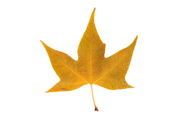 Autumn leaf on transparent background, macro