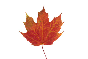 Autumn leaf on transparent background, macro