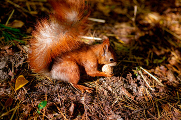 A red-haired European squirrel eats a walnut in the forest