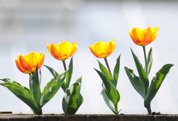 Tulpenblüten