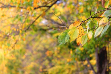 Colorful autumn leaves on a tree. Selective focus.