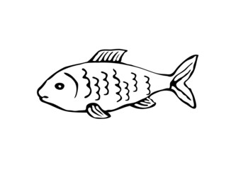 Vector illustration of a fish in sketch style