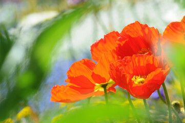 Roter Islandmohn