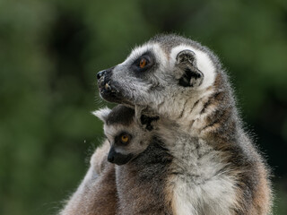 Ring-tailed lemur female with cub