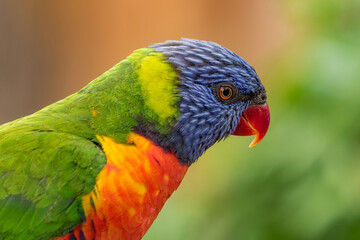 Coconut lorikeet colorful closeup portrait