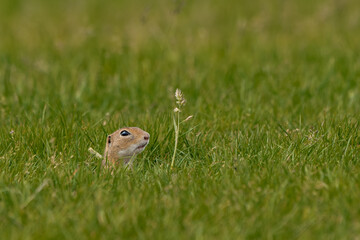 European ground squirrel in the hole on the spring green meadow