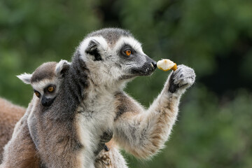 Ring-tailed lemur with cub eating pear © Honza123