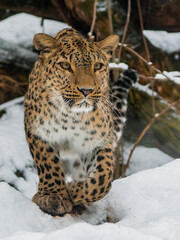 Walking persian leopard at winter in snowy forest close up