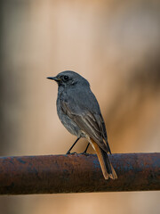 Black redstart male on a metal rusty pipe