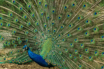 Obraz premium Indian peafowl with colorful tail in full display
