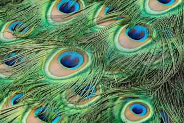 Indian peafowl - pattern of clorful tail