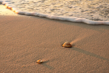 Shell on beached