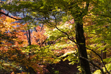 那谷寺の秋の紅葉風景