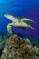 A portrait shot of a hawksbill turtle above some healthy coral on the tropical reef in Grand Cayman