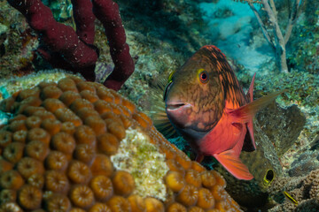 A stoplight parrotfish that still has its red coloration due to still being in its juvenile stage is next to some hard stony coral on the tropical reef in the Cayman Islands