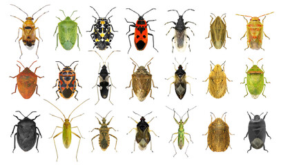 Bug species of Mediterranean Region (Insects of the order Hemiptera) isolated on a white background