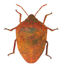 Jewel bug or metallic shield bug (Hemiptera: Scutelleridae) isolated on a white background