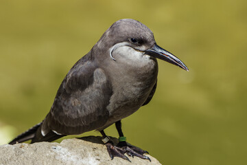 Inca tern  (Larosterna inca) on the rock