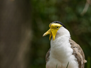 Masked lapwing closeup portrait at ZOO