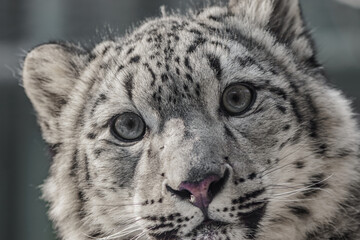 Closeup portrait of young snow leopard