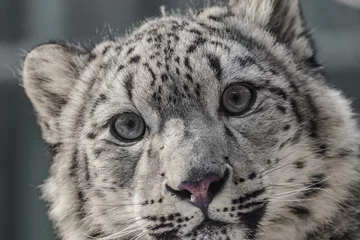  Closeup portrait of young snow leopard © Honza123