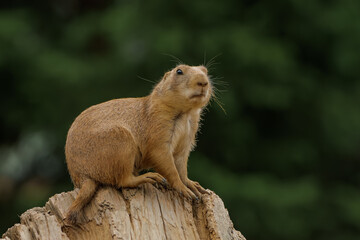 Black-tailed prairie dog sitting on the wood - guard