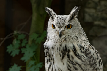 Western Siberian eagle-owl closeup portrait