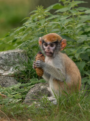 Young patas monkey baby eating  cone