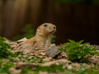Black-tailed prairie dog in the lair