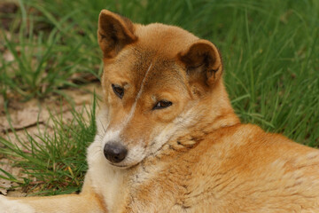 New Guinea singing dog lying on the grass