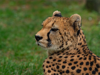 Closeup portrait of Cheetah lying on the grass