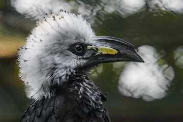 White-crested hornbill closeup portrait, head and beak detail