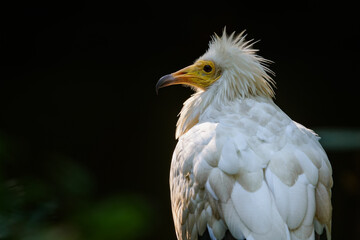 Closeup portrait of egyptian vulture on dark background