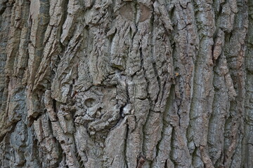 Eichenrinde