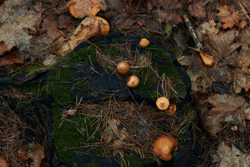 Three beautiful little edible mushrooms grow in the autumn forest on an old dry tree stump