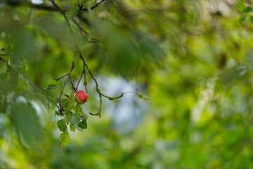 An apple on a branch in a garden with a strongly blurred green background